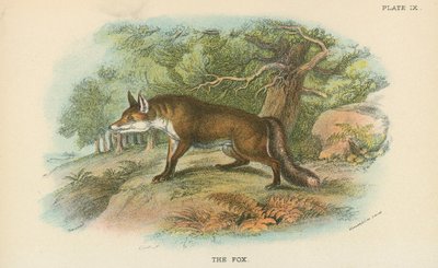 Der Fuchs von English School